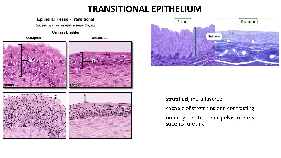 TRANSITIONAL EPITHELIUM stratified, multi-layered capable of stretching and contracting urinarry bladder, renal pelvis, ureters,