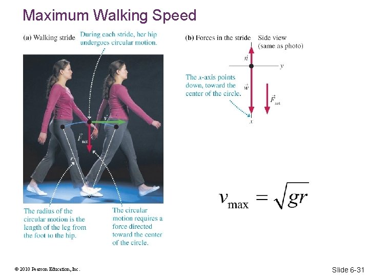 Maximum Walking Speed © 2010 Pearson Education, Inc. Slide 6 -31 