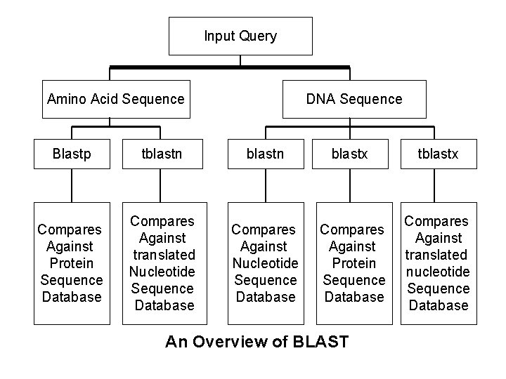 Input Query Amino Acid Sequence DNA Sequence Blastp tblastn blastx tblastx Compares Against Protein Input Query Amino Acid Sequence DNA Sequence Blastp tblastn blastx tblastx Compares Against Protein