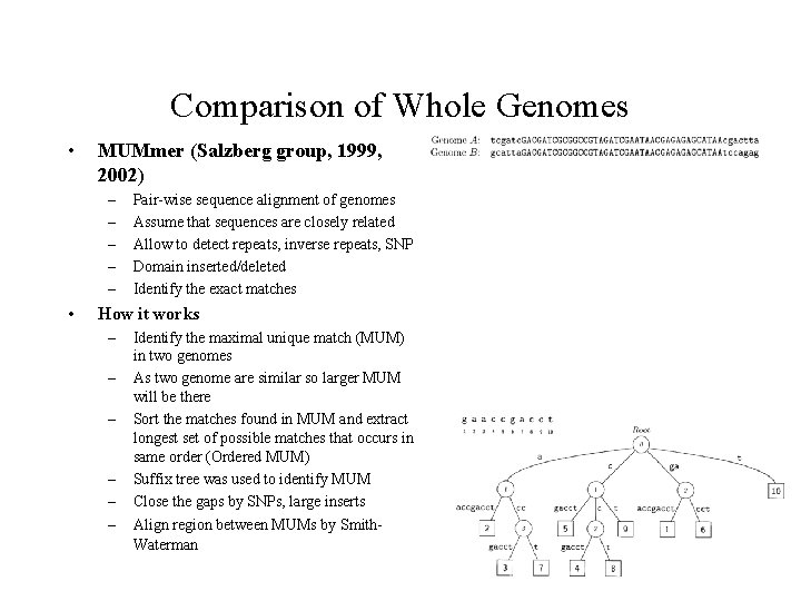 Comparison of Whole Genomes • MUMmer (Salzberg group, 1999, 2002) – – – • Comparison of Whole Genomes • MUMmer (Salzberg group, 1999, 2002) – – – •