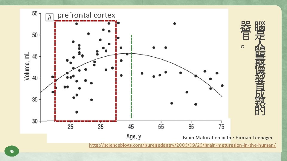 prefrontal cortex 器腦 官是 。人 體 最 慢 發 育 成 熟 的 Brain