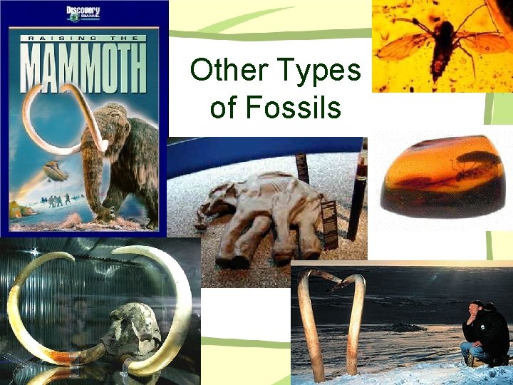 Other Types of Fossils 