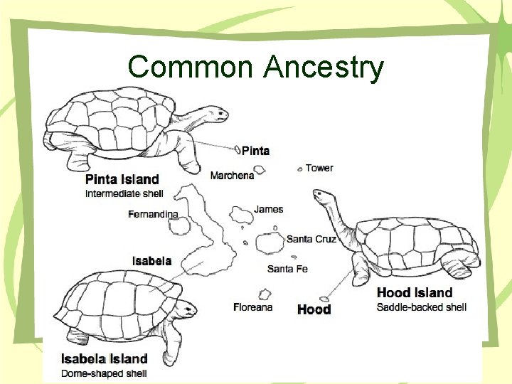 Common Ancestry 
