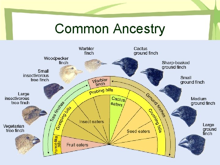 Common Ancestry 