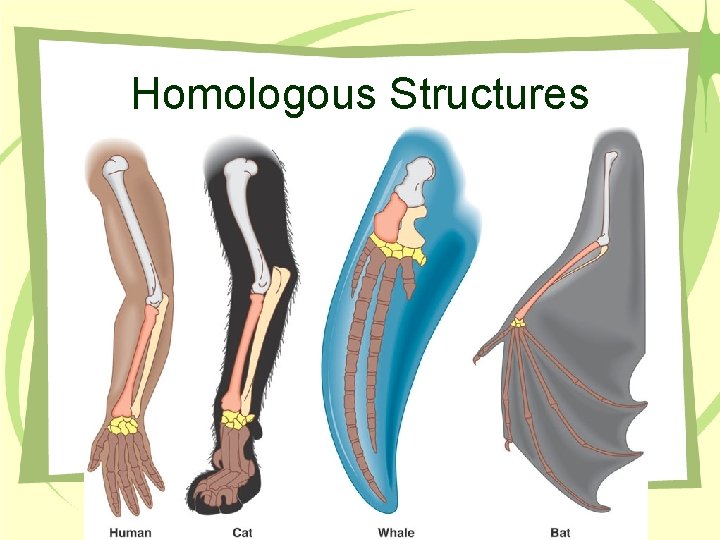 Homologous Structures 