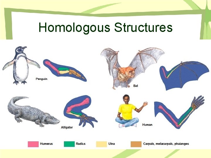 Homologous Structures 