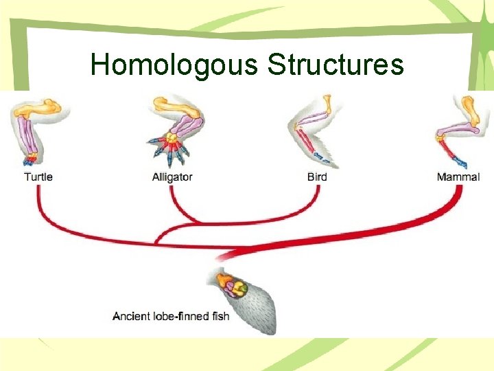 Homologous Structures 