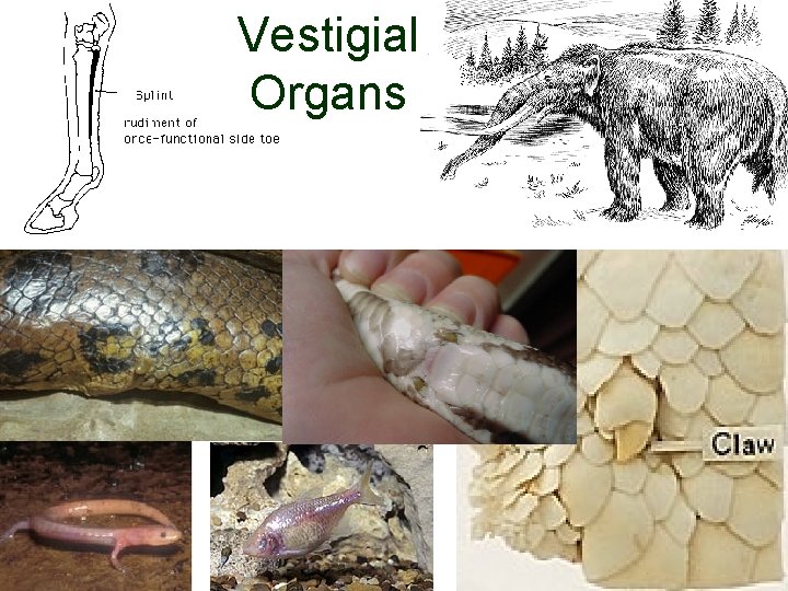 Vestigial Organs 