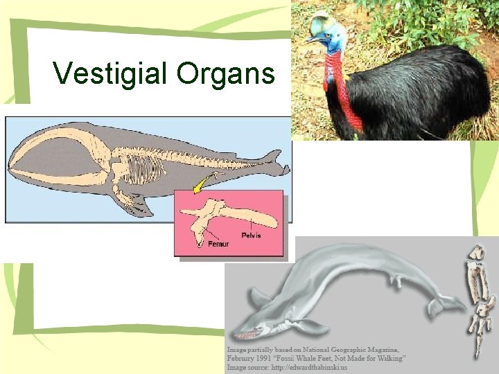 Vestigial Organs 