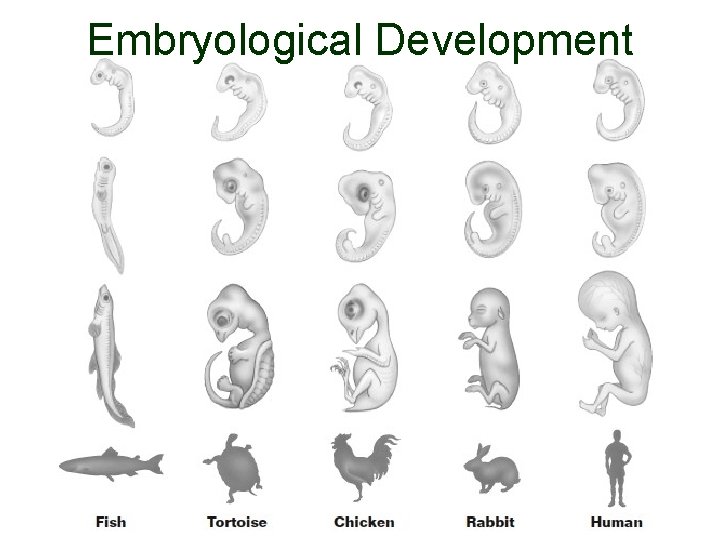 Embryological Development 