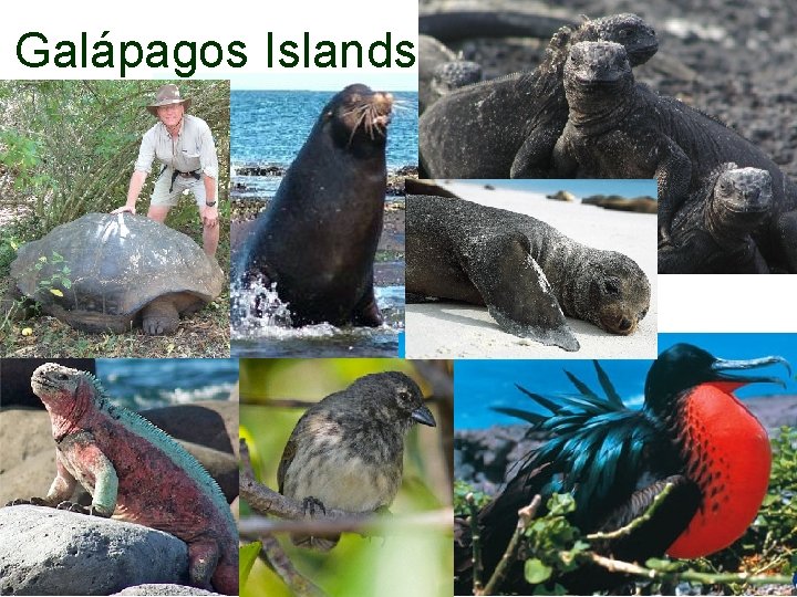 Galápagos Islands 