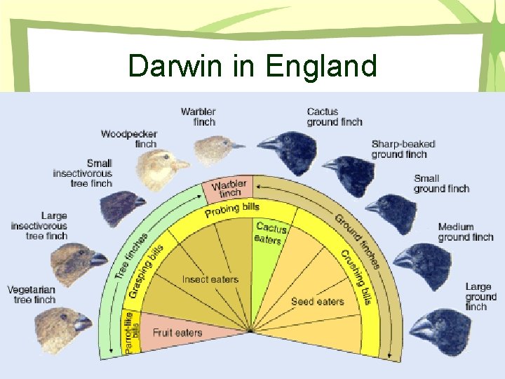 Darwin in England 