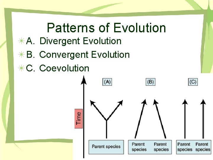 Patterns of Evolution A. Divergent Evolution B. Convergent Evolution C. Coevolution 