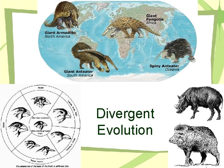 Divergent Evolution 