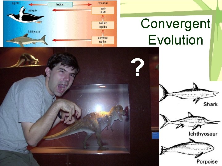 Convergent Evolution ? 