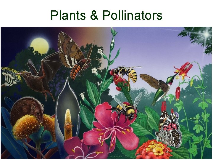 Plants & Pollinators 