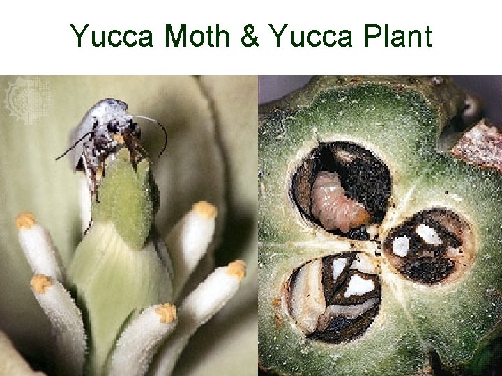 Yucca Moth & Yucca Plant 