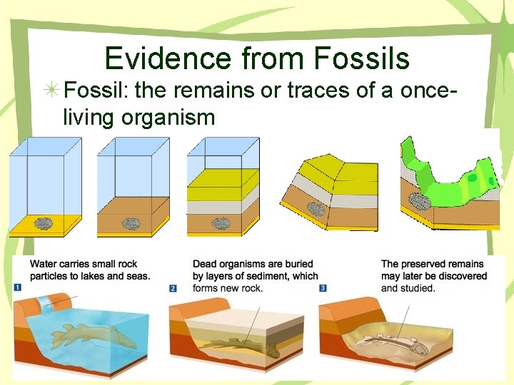 Evidence from Fossils Fossil: the remains or traces of a onceliving organism 