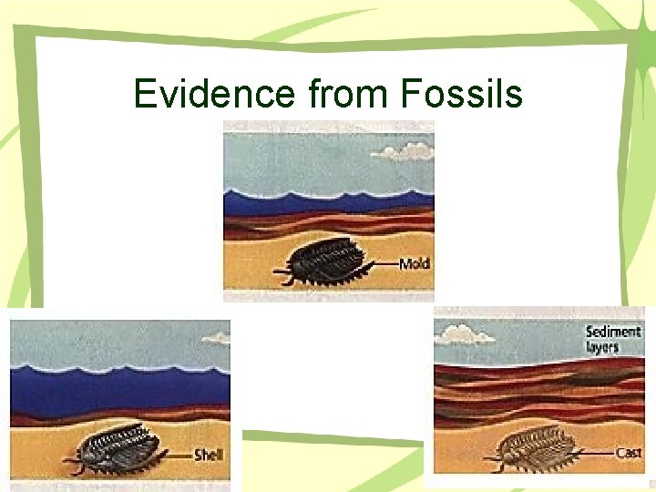 Evidence from Fossils 