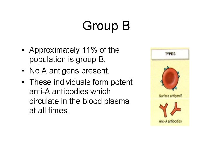 Group B • Approximately 11% of the population is group B. • No A
