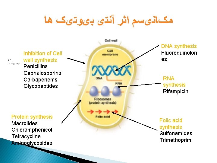  ﻣکﺎﻧیﺴﻢ ﺍﺛﺮ آﻨﺘی ﺑیﻮﺗیک ﻫﺎ βlactams Inhibition of Cell wall synthesis Penicillins Cephalosporins