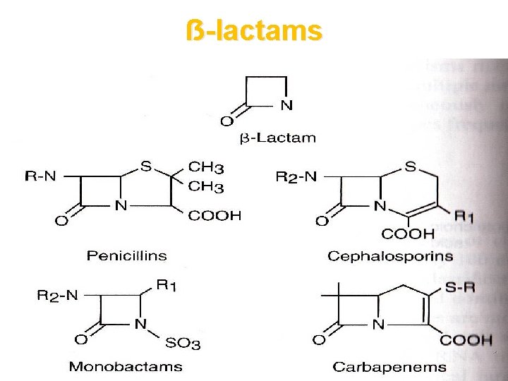 ẞ-lactams 