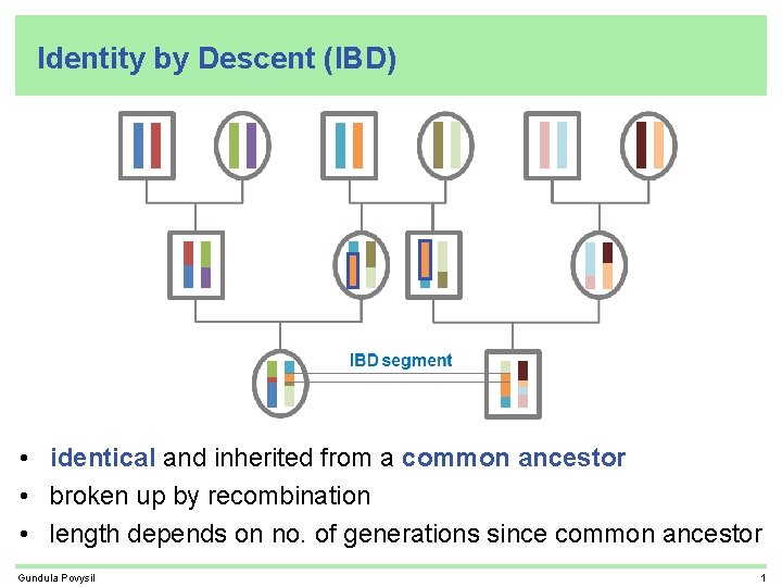 Identity by Descent (IBD) • identical and inherited from a common ancestor • broken