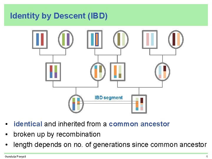 Identity by Descent (IBD) • identical and inherited from a common ancestor • broken