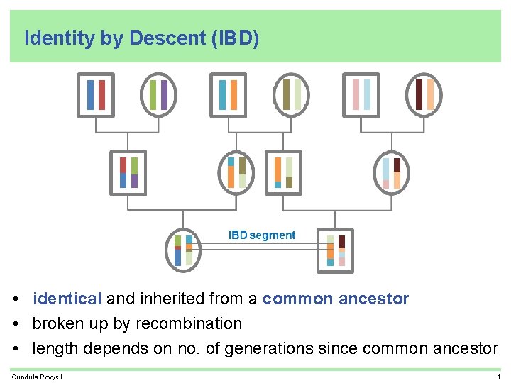 Identity by Descent (IBD) • identical and inherited from a common ancestor • broken