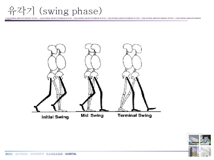 유각기 (swing phase) SEOUL NATIONAL UNIVERSITY BUNDANG HOSPITAL ◦ SEOUL NATIONAL UNIVERSITY BUNDANG HOSPITAL