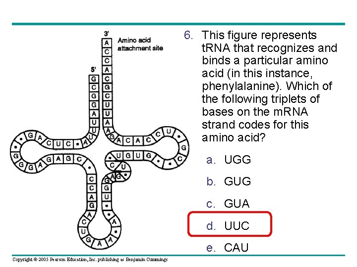 6. This figure represents t. RNA that recognizes and binds a particular amino acid