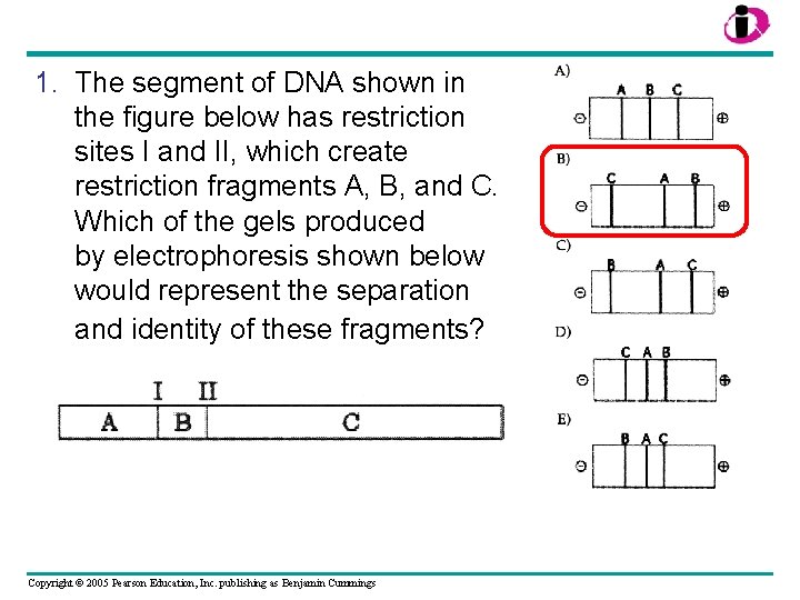 1. The segment of DNA shown in the figure below has restriction sites I