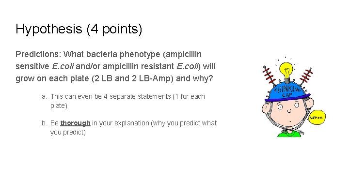 Hypothesis (4 points) Predictions: What bacteria phenotype (ampicillin sensitive E. coli and/or ampicillin resistant Hypothesis (4 points) Predictions: What bacteria phenotype (ampicillin sensitive E. coli and/or ampicillin resistant