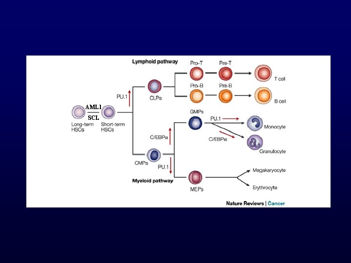 AML 1 SCL 