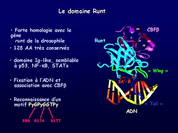 Le domaine Runt • Forte homologie avec le gène runt de la drosophile •