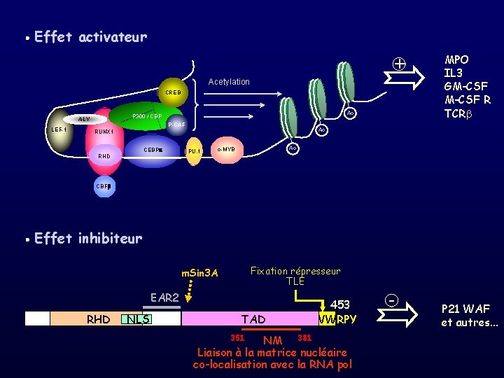  Effet activateur + Acetylation CREB LEF-1 Ac P 300 / CBP ALY P-CAF
