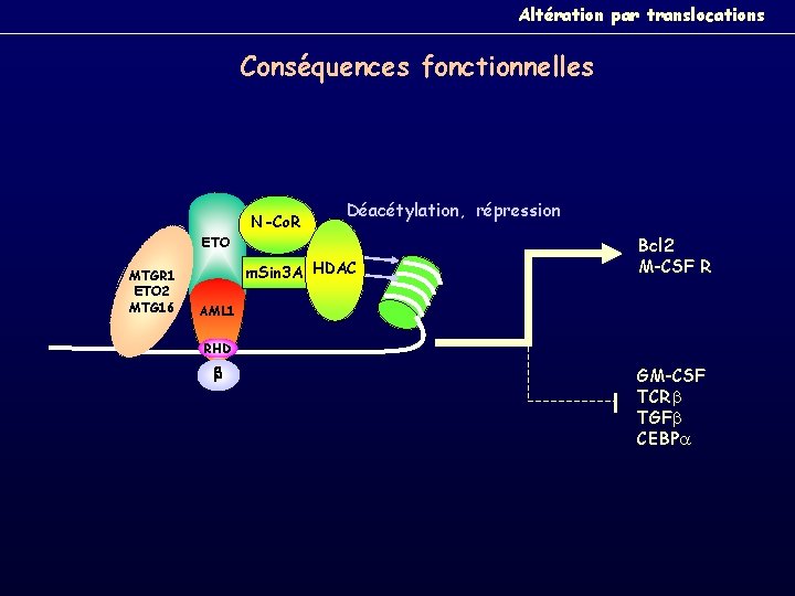 Altération par translocations Conséquences fonctionnelles ETO N-Co. R Déacétylation, répression ETO MTGR 1 ETO
