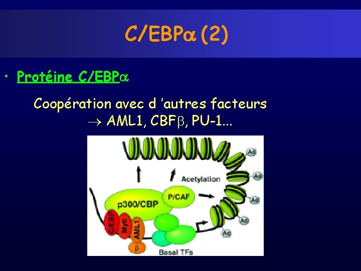 C/EBP (2) • Protéine C/EBP Coopération avec d ’autres facteurs AML 1, CBF ,