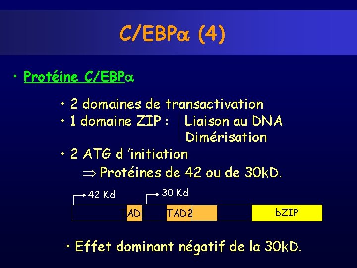 C/EBP (4) • Protéine C/EBP • 2 domaines de transactivation • 1 domaine ZIP