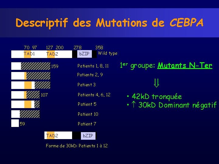 Descriptif des Mutations de CEBPA 70 97 TAD 1 127 200 TAD 2 159