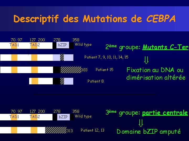 Descriptif des Mutations de CEBPA 70 97 TAD 1 127 200 TAD 2 278