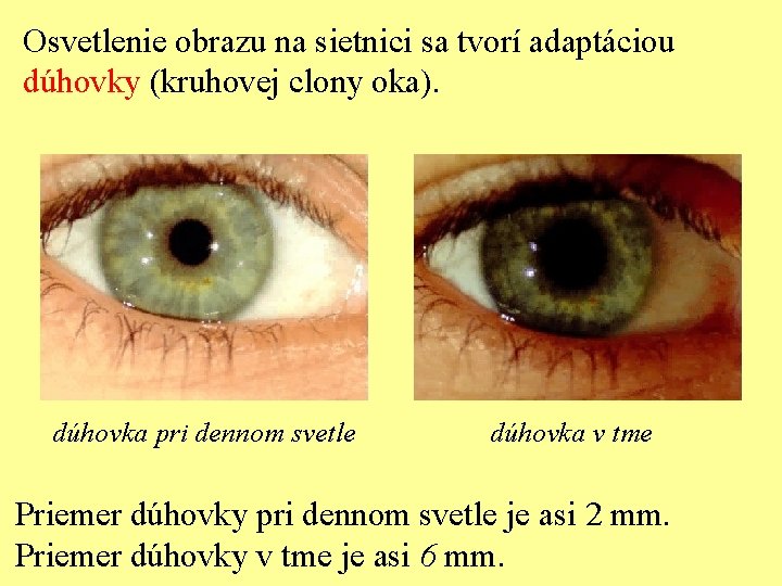 Osvetlenie obrazu na sietnici sa tvorí adaptáciou dúhovky (kruhovej clony oka). dúhovka pri dennom