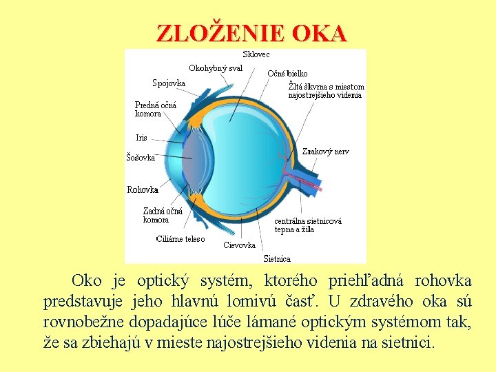 ZLOŽENIE OKA Oko je optický systém, ktorého priehľadná rohovka predstavuje jeho hlavnú lomivú časť.