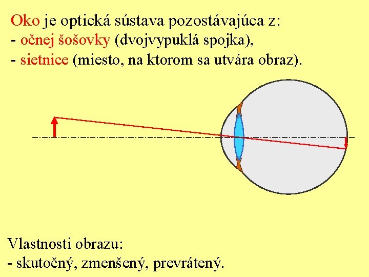 Oko je optická sústava pozostávajúca z: - očnej šošovky (dvojvypuklá spojka), - sietnice (miesto,