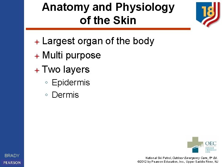 Anatomy and Physiology of the Skin l Largest organ of the body l Multi