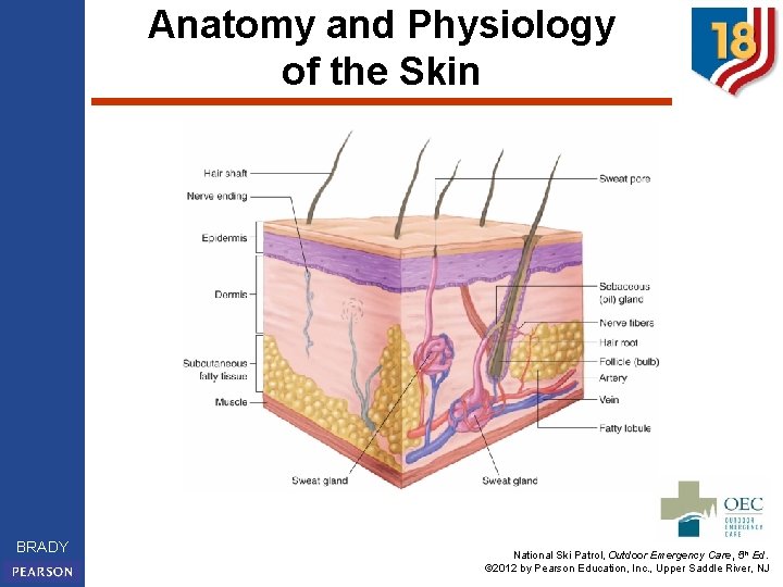 Anatomy and Physiology of the Skin BRADY National Ski Patrol, Outdoor Emergency Care, 5