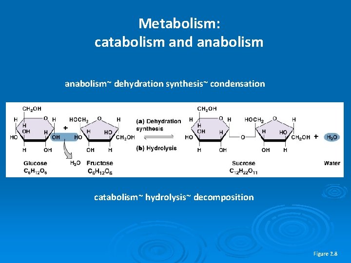 Metabolism: catabolism and anabolism~ dehydration synthesis~ condensation catabolism~ hydrolysis~ decomposition Figure 2. 8 
