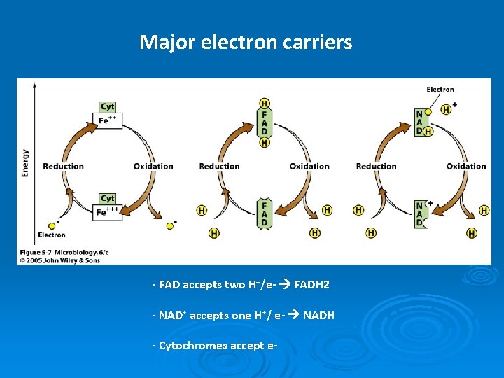 Major electron carriers - FAD accepts two H+/e- FADH 2 - NAD+ accepts one