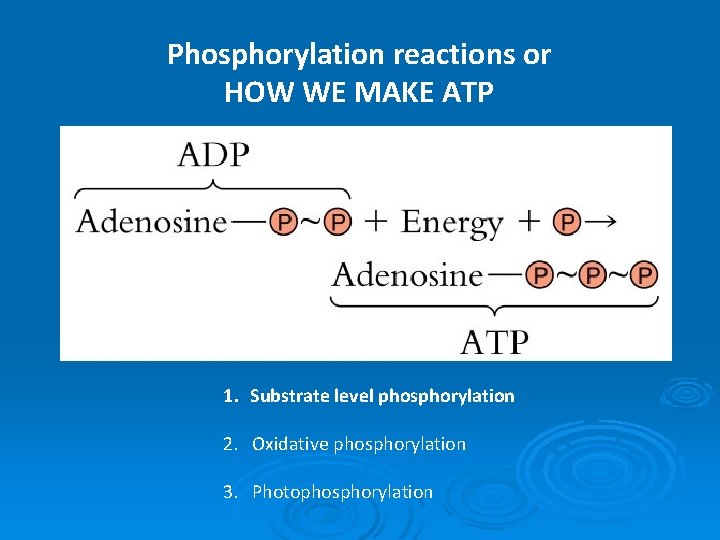 Phosphorylation reactions or HOW WE MAKE ATP 1. Substrate level phosphorylation 2. Oxidative phosphorylation