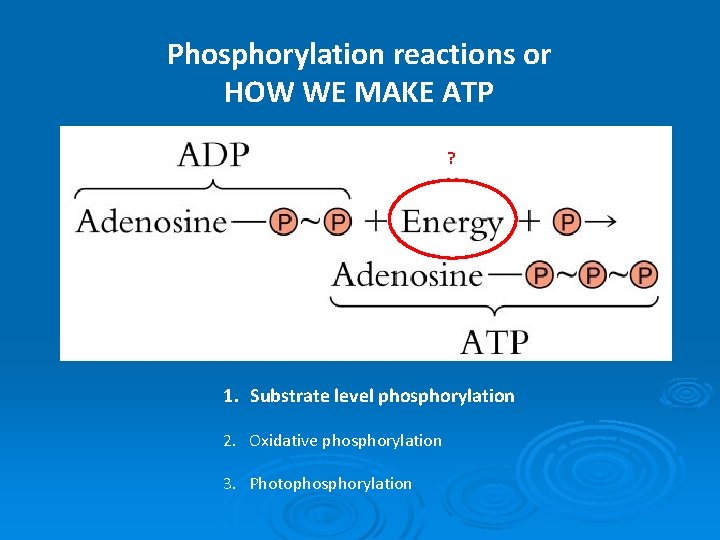 Phosphorylation reactions or HOW WE MAKE ATP ? 1. Substrate level phosphorylation 2. Oxidative